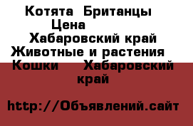 Котята  Британцы › Цена ­ 1 000 - Хабаровский край Животные и растения » Кошки   . Хабаровский край